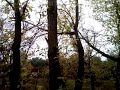 Осенний лес и белка