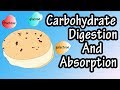 Carbohydrate Digestion And Absorption - Carbohydrate Metabolism