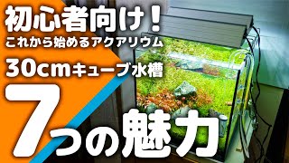 【初心者向け】30cmキューブ水槽の７つの魅力！小型水槽の中でもポテンシャルを秘めた水槽 #アクアリウム