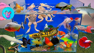 Tổng hợp video cá cảnh đẹp, động vật dễ thương, cá vàng, cá koi, ếch ngũ sắc, cá chạch lấu