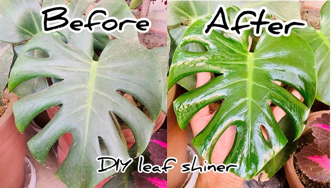 DIY Milk Leaf Shine! 