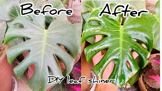 How to make leaves of indoor plant shiny and beautiful polish plant's leaves at home ( Monstera)