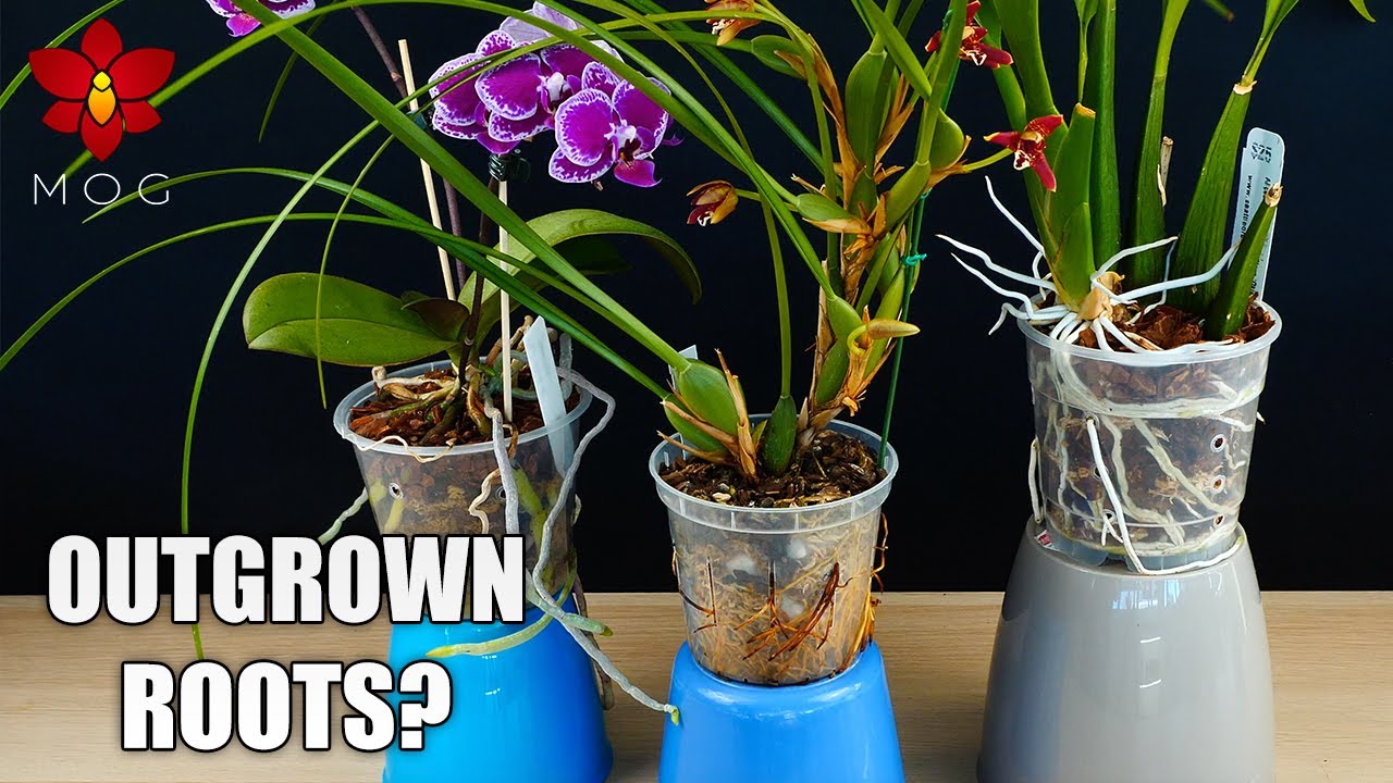 Orchid Roots Growing Outside Of The Pot What I Do When Repotting 