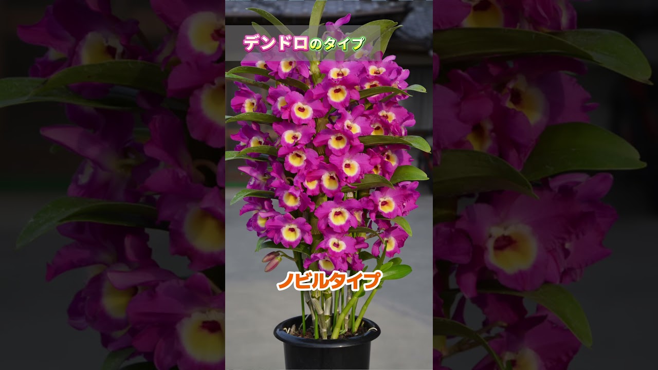 Orchids] Dendrobium Varieties @seedpot368 #sheath - YouTube