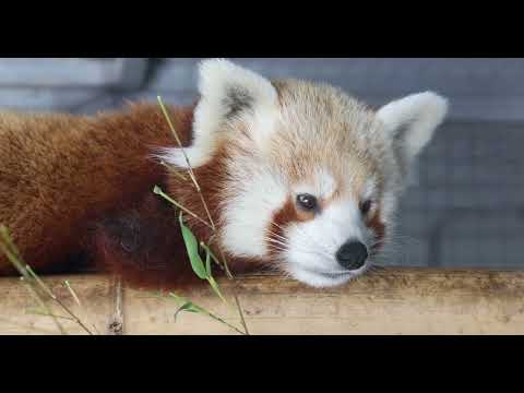 Red Panda and the Face of Cuteness