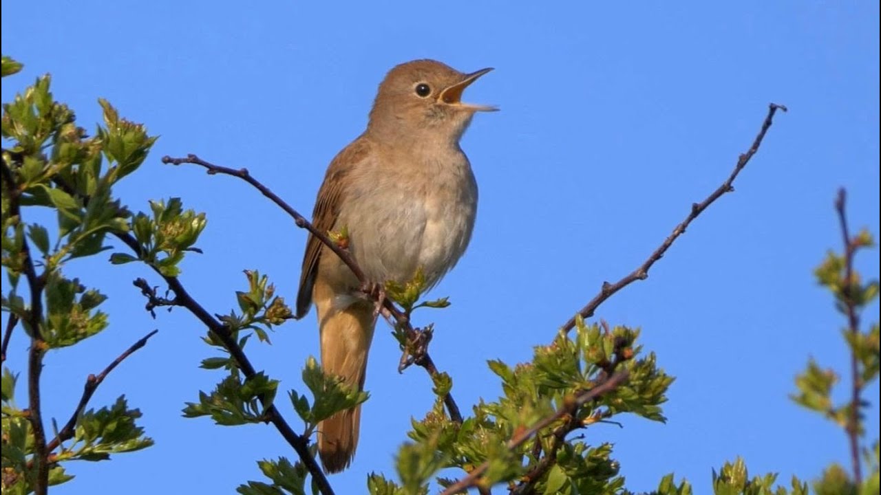 Ultimate Nightingale Birdsong For 8 Hours Of Relaxation