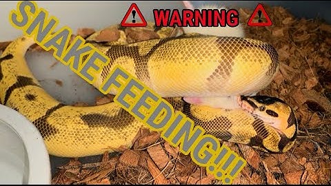 FEEDING ALL OF MY SNAKES | PRECIOUS PYTHONS FEEDING DAY | BALL PYTHON BREEDING
