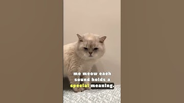 Decode the Meow! 🐾understand your cat