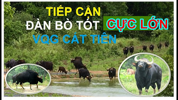 Bò tót hoang dã ở Vqg. Cát Tiên . Approach wild gaurs in Cat tien national park.