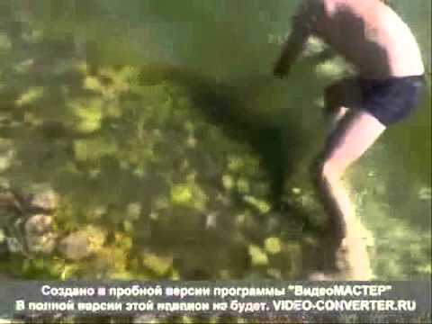 კობრი 8კგ აგარის ტბა.maxo777  bazieri.ge