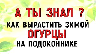 Выращивание огурцов на подоконнике зимой . Огурцы на подоконнике от А до Я.