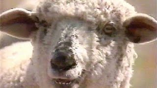 Sesame Street - What Sound Does a Sheep Make?