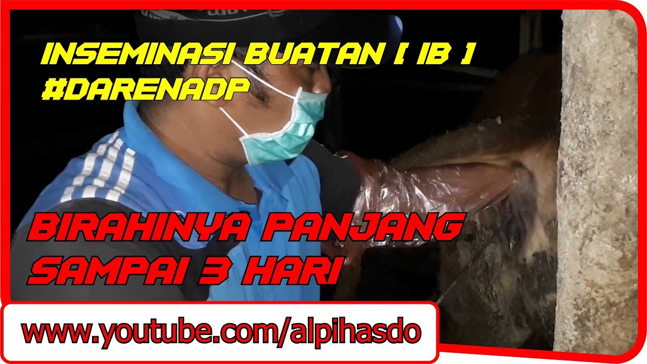  Teknik Inseminasi Buatan  IB Pada Sapi DarenADP dengan 