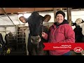 Lely Dairy XL: Pattison Dairy Barn Tour