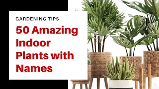 50 Best Indoor Plants For Decorating Your Home or Office | Best Hanging Plants