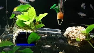 sp. hara & flavus  45 days baby