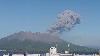 ドカ灰!!!桜島!