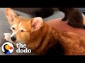 Corgi Is So Obsessed With Cats, His Mom Adopts Three Just For Him | The Dodo