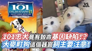 101忠犬竟有致命基因缺陷大麥町狗這個器官飼主要注意VS MEDIA@Amazing.Jack.