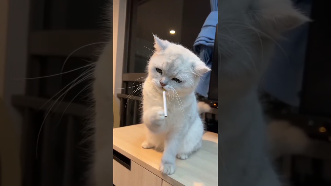 Choose Your Animal Bodyguard ? 😍 