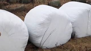 Cost and benefits of wrapping hay here.