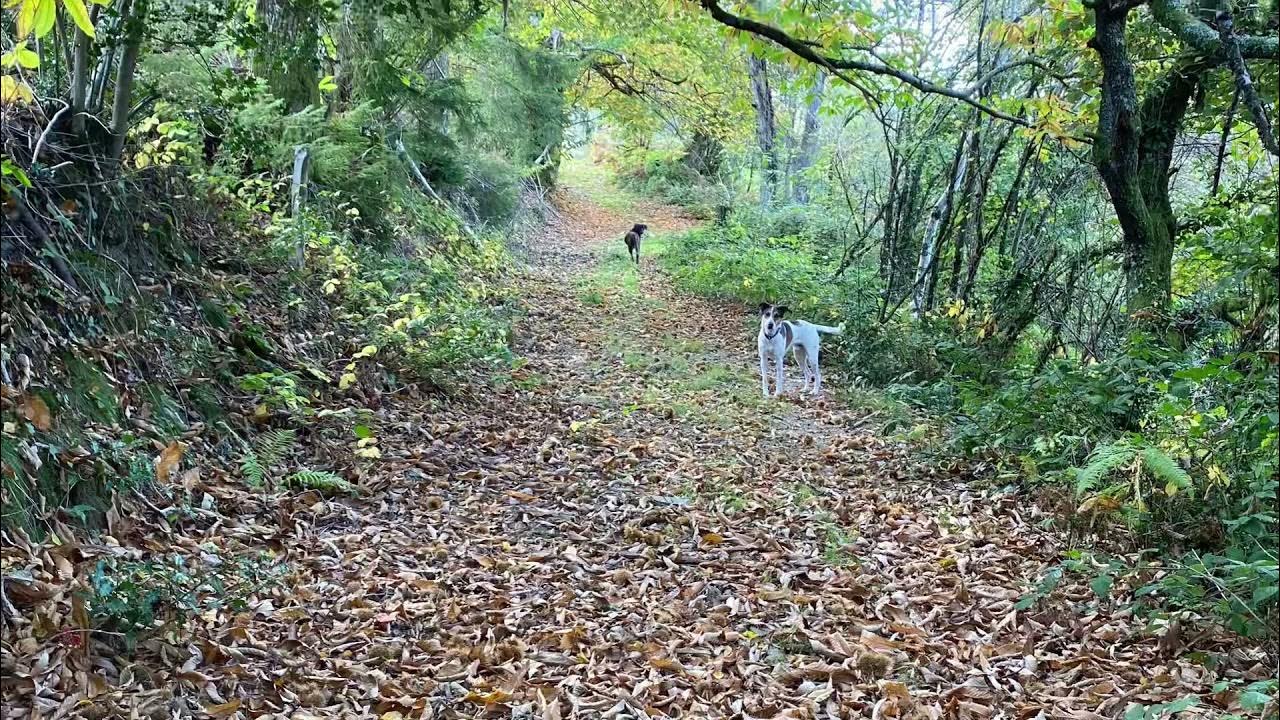 Voici Que La Saison Décline Victor Hugo Date Voici que la saison décline Victor Hugo, poème - YouTube