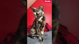 The Truth About Tortoiseshell Cats