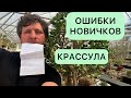 ТОП ОШИБОК НОВИЧКОВ ПРИ ВЫРАЩИВАНИИ ДЕНЕЖНОГО ДЕРЕВА, КРАССУЛЫ, ТОЛСТЯНКИ И ДРУГИХ СУККУЛЕНТОВ