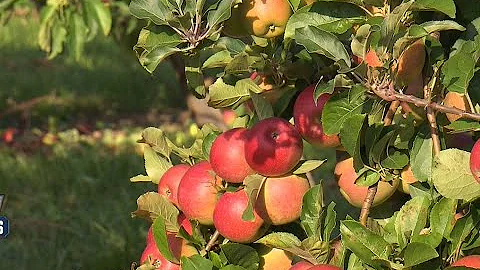 Tour of Apple Sauce Production at the Knouse Foods...