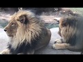 Facebook Field Trip - Lion Training!