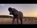 Clever Female Elephant, Kumbura Steals the Carers’ Pellet Bucket