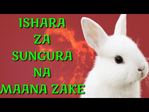 Ishara Za Sungura Na Maana Zake