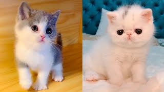 cute cat - Cute and Funny Baby Cat  Videos Compilation #25 || koko animals