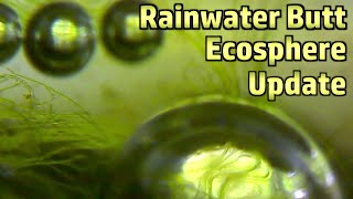 Rainwater Butt Ecosphere - The Final Chapter (For Now At Least)