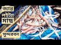 লইট্যা মাছ কামড়ায়ে ধরবিনে | সুন্দরবন জীবন | সিজন ০২ | পর্ব ০৭ | Sundarbans | Mohsin ul Hakim