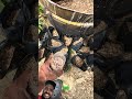 Una buena semilla encamina tu cultivo de plátano #agricultura #agronomia #platano