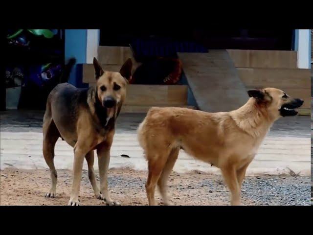 Doggystyle 2001