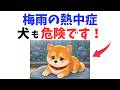 【知らないと危険】犬が梅雨に体調を崩す理由