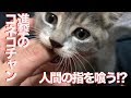 因縁のコネコチャン、大人猫たちにフレーメン反応される　The rescued kitten and Flehmen response