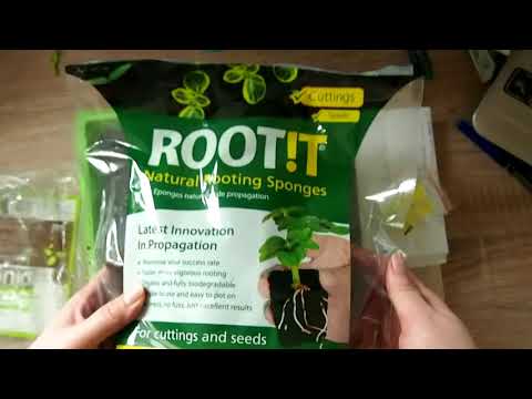 Video: 4 spôsoby, ako pestovať trávu Rai