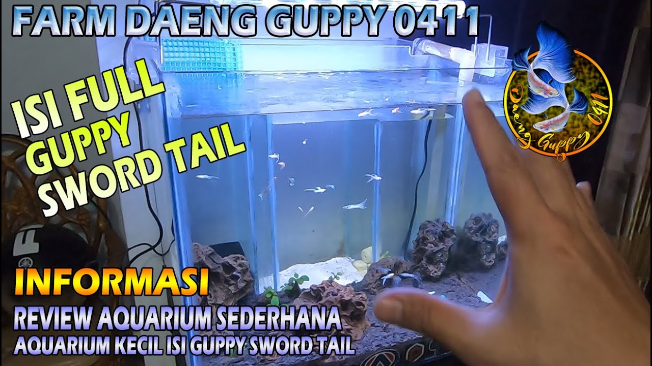 GUPPY SWORD TAIL