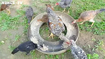 PAKAIN SA MGA ALAGA SA BUNDOK | FREE RANGE NATIVE CHICKEN | BUHAY PROBINSYA