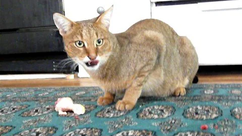 Watch the video about Clive F1 chausie cat eating a drumstick