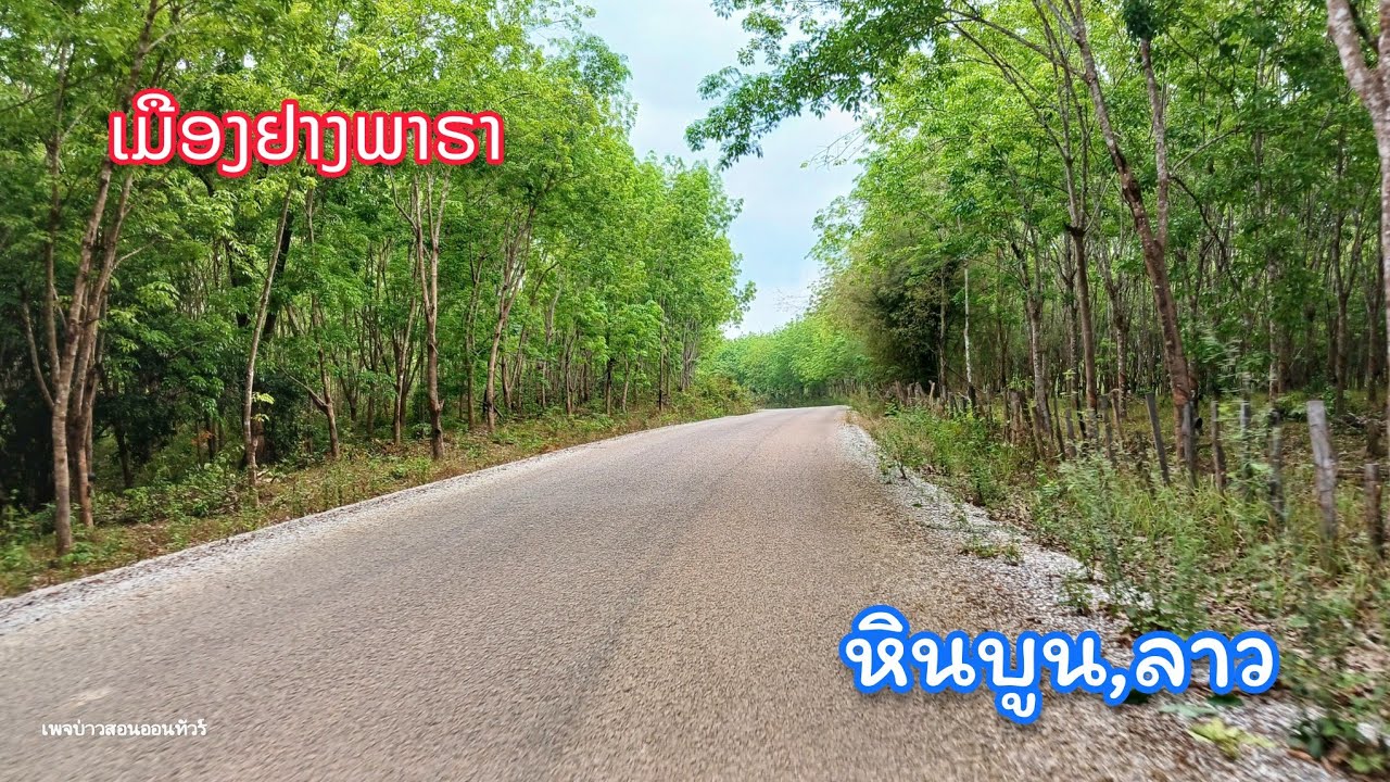 ປູຍາງແລ້ວ ທາງໄປບ້ານປຸ່ງເໜືອ ແລະ ບ້ານພົງ, ມ.ຫີນບູນ || เมืองที่ปลูกยางพาราเยอะสุดในคำม่วน