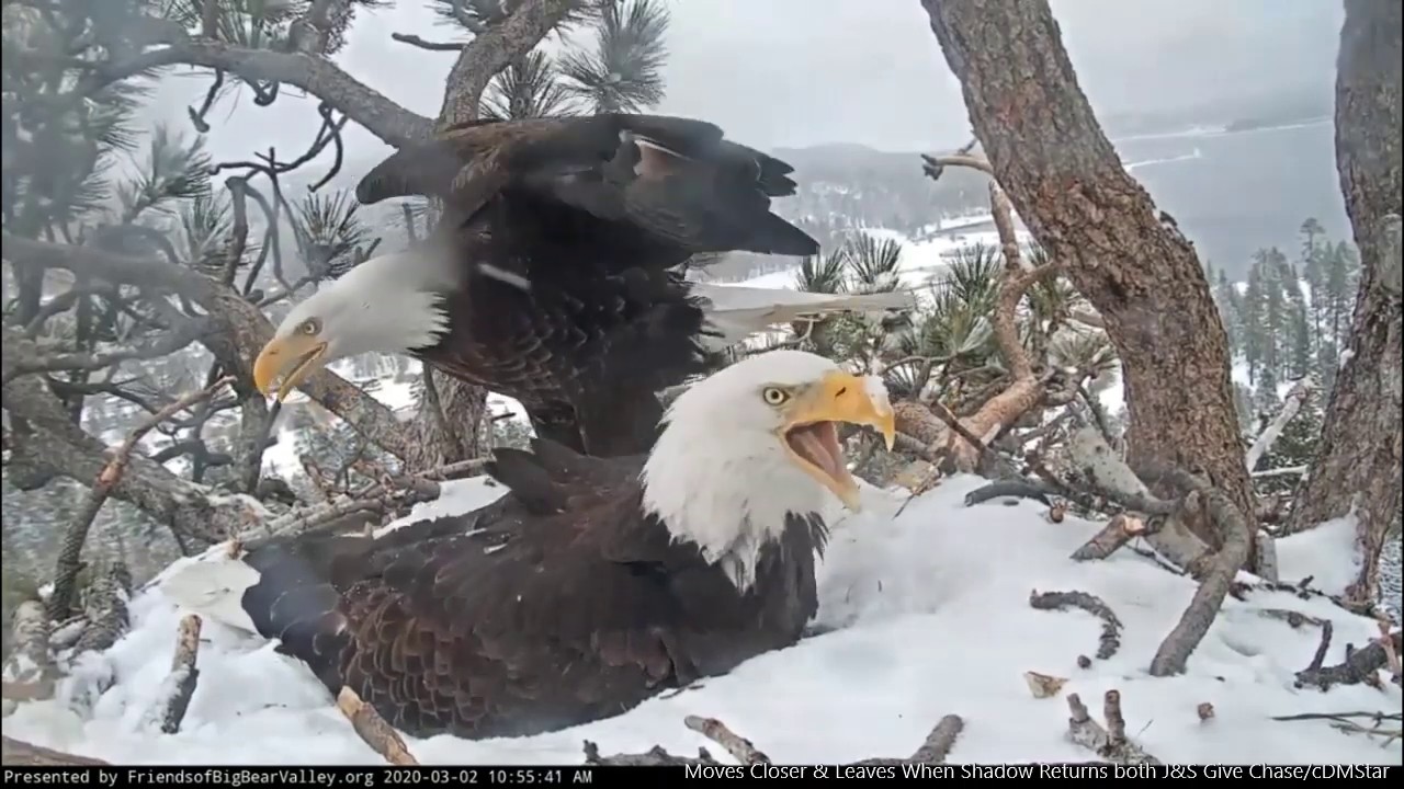 Big Bear Eagles RELENTLESS INTRUDER INTENSE Full Coverage Jackie big-bear-eagles-relentless-intruder-intense-full-coverage-jackie
