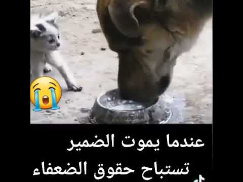 عندما يموت الضمير تستباح حقوق الضعفاء