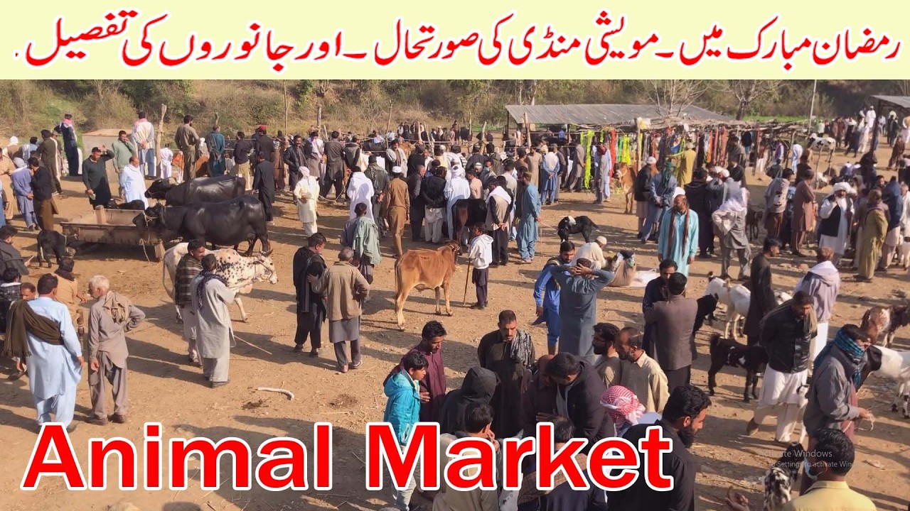 Animal market dongi muvashi mandi kotli bulls cows domail mandi bulls cows fatehjangi bulls cows