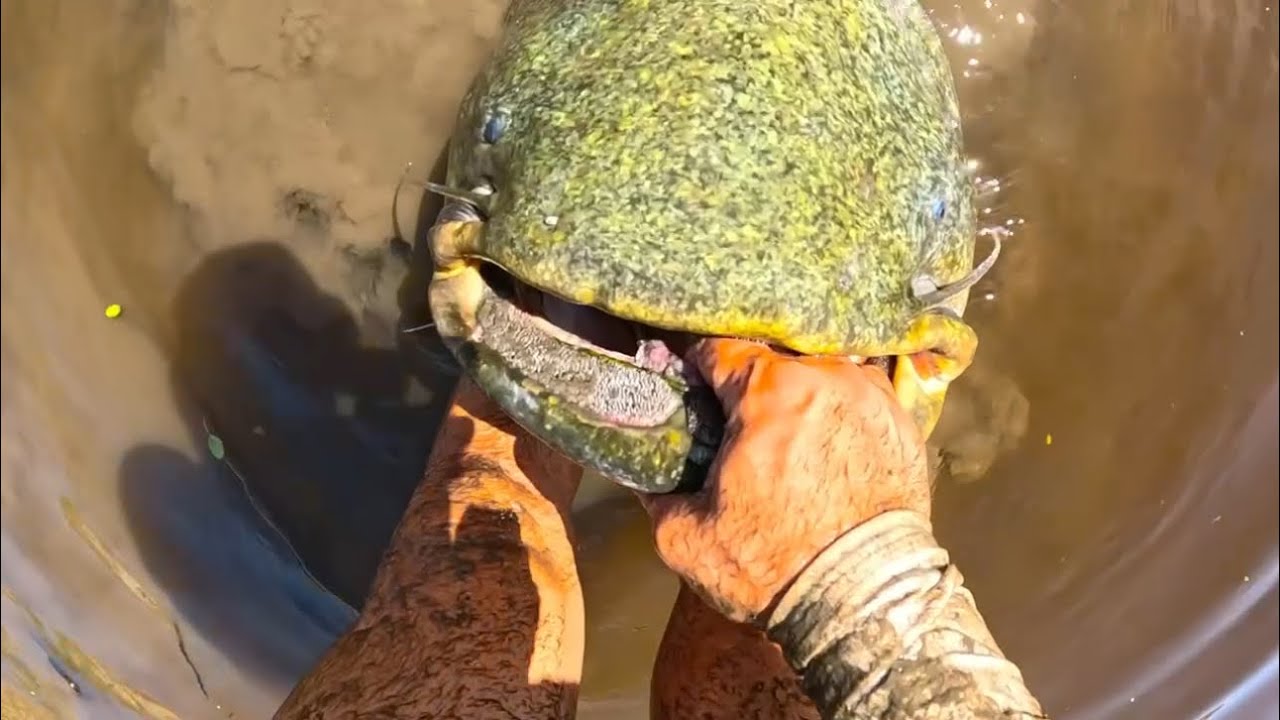 Pescando siluros con hígado y cebo especial. ¡Increíble sesión! 😎🦾🎣🐋 