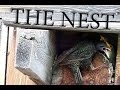Download THE NEST - One day with starling birds THE NEST - One day with starling birds