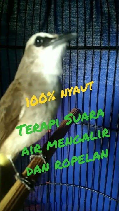 terapi Suara air mengalir dan suara ropelan, bikin cepet rajin bunyi
